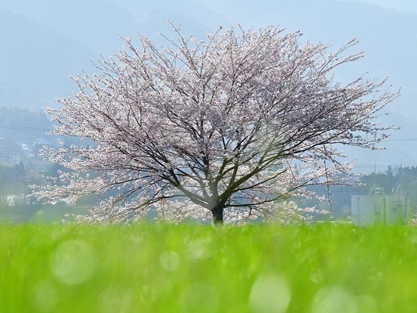 夜桜