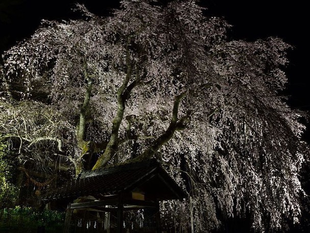 夜桜