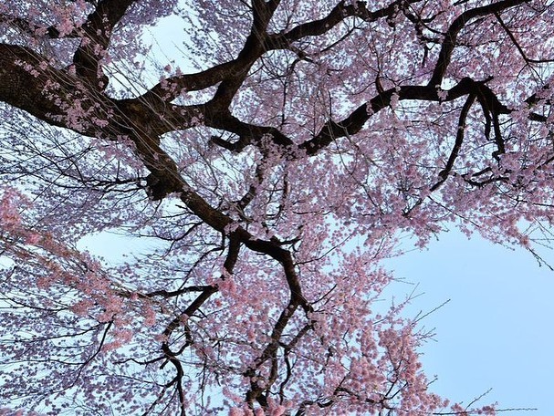夜桜