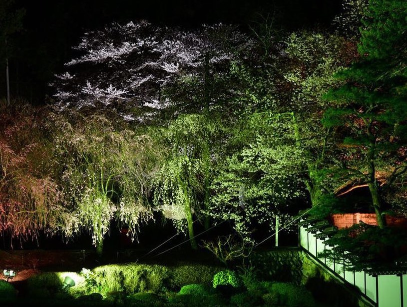 夜桜